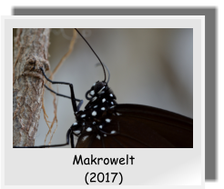 Makrowelt (2017)