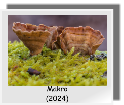 Makro  (2024)