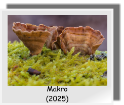 Makro  (2025)
